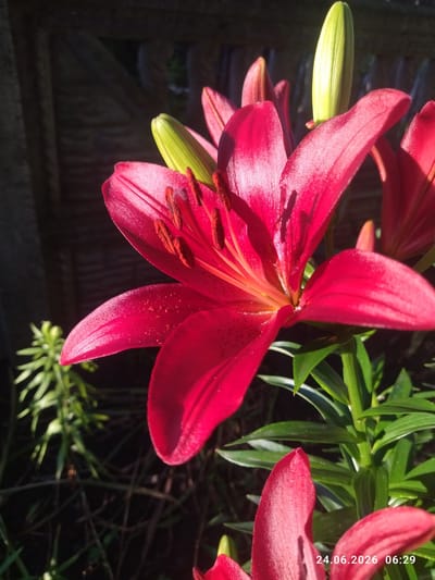 A close-up, eye-level, full-shot captures a vibrant red lily in bloom, bathed in the warm light of the sun. The flower's petals, with their characteristic trumpet shape, are unfurled, revealing delicate stamens dusted with pollen. To the left and right of the central bloom, other lily buds and petals are visible, some still tightly closed and pale green. The background consists of a dark, weathered wooden fence, providing a stark contrast to the bright colors of the flower. Lush green foliage, indicative of a garden setting, surrounds the lily. In the lower right corner, a timestamp is visible: "24.06.2026 06:29," suggesting a photograph taken on June 24, 2026, at 6:29 AM. The location is specified as Zavodske, Ukraine.