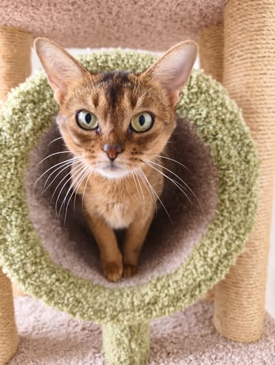 A close-up, eye-level, full-shot photograph depicts a medium-sized, light-brown-and-dark-brown Abyssinian cat with striking green eyes. The cat is positioned within a circular opening in a cat tree, which has a light-brown interior, an outer ring of green carpet-like material, and is supported by beige sisal-rope-covered posts. The cat's front paws are visible at the bottom of the opening. The location is unknown but has been specified as Kolosisty, Russia.