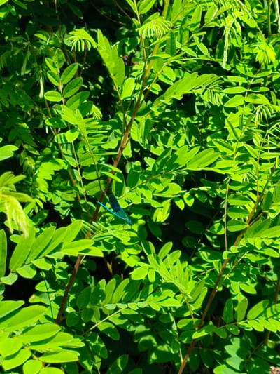 A close-up, high-angle, eye-level shot captures a vibrant green foliage of a plant with a single, bright blue damselfly resting on a leaf. The damselfly, oriented slightly to the right, exhibits a long, slender abdomen and translucent wings. The surrounding leaves are lush and illuminated by sunlight, creating a play of light and shadow. The background consists of more dense foliage, suggesting an outdoor natural setting. This image was taken in Krushare, Bulgaria.