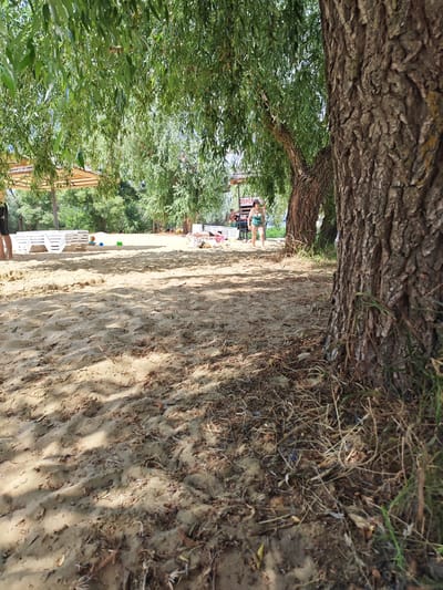 This media file depicts a sandy beach scene under the shade of trees. The foreground is dominated by sand, with scattered dry leaves and grass. In the midground, several white lounge chairs are stacked, some are deployed, indicating a recreational area. A few people are visible: a person in black shorts and a person in a green and white patterned swimsuit are walking on the beach, and other individuals are relaxing or playing further in the background. There is a sign with Cyrillic text, part of which reads "ПРИ". The trees, with their lush green foliage and rough bark, suggest it is summer. Sunlight filters through the leaves, casting dappled shadows on the sand. The overall impression is a relaxed summer day at a beachside location in Belaya Kalitva, Russia.