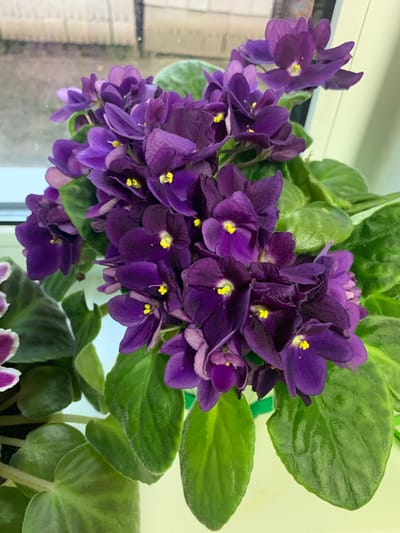 This image shows a close-up, top-down view of a flowering African violet plant. The plant is in bloom, displaying clusters of deep purple flowers with bright yellow centers. The leaves are a deep green and appear fuzzy, characteristic of African violets. The plant is positioned near a window, with a light-colored window frame visible in the background. The lighting suggests it is daytime, possibly indoors as there are no clear weather cues. The focus is on the vibrant flowers and lush foliage, creating a visually appealing still life of a healthy houseplant. There is no visible text in the image.