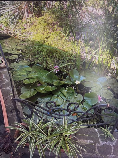 The image shows a close-up view of a pond with water lilies and a decorative metal fence. The pond is surrounded by lush greenery, including tall grasses and dense foliage. Several water lily pads are floating on the surface of the water, with some water lilies in bloom. One pink water lily is prominently featured in the center of the frame, while another white one is visible to the right. A decorative black metal fence runs across the lower portion of the image, with ornate scrollwork. In front of the fence, there are two potted plants. The plant on the left is a spider plant with long, striped leaves. The plant on the right appears to be a smaller, less developed spider plant. The background is filled with dense vegetation, suggesting a natural or well-maintained garden setting. The overall impression is one of a tranquil and picturesque water feature. The image is a photograph, likely taken outdoors in natural light. There are no people visible in the image. The location in the city of Mirnoye, Ukraine, is not visually indicated in the photograph.