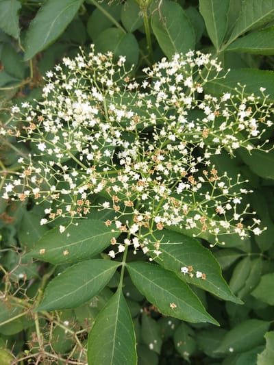 This is a close-up, top-down shot of a flowering elderberry bush. The subjects are the numerous small, white flowers clustered together in a large, flat-topped corymb, with green leaves forming the background. Some of the flowers and their supporting stems are starting to turn a light brown, suggesting they are either past their peak or are in the process of developing into berries. The leaves are a deep green and appear healthy, with visible veins. There are no people or discernible objects other than the natural elements of the plant.
The activity taking place is the natural process of flowering and potentially fruiting. The scene is a plant outdoors, likely in a garden or natural setting, given the presence of multiple leaves and the density of the foliage. There are no clear indicators of time of day or weather conditions beyond the natural light that illuminates the scene. The location context provided, Кіраўскі сельскі Савет, Belarus, suggests a rural or suburban setting in Belarus. There is no visible text in the image. The overall impression is one of a close observation of nature's reproductive cycle.
