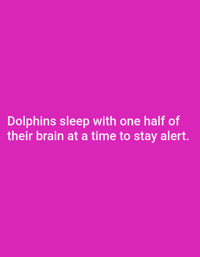 A pink background fills the image. White text is centered on the background and reads "Dolphins sleep with one half of their brain at a time to stay alert."