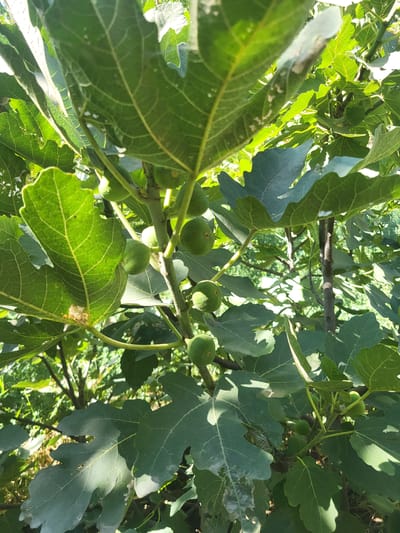 An outdoor, close-up, vertical, eye-level shot captures a cluster of unripe, green figs growing on the branch of a fig tree. The figs are small and round, attached to the branches with thin stems. The tree's large, broad, deep-green leaves are visible throughout the frame, with some leaves showing signs of damage or discoloration. Sunlight filters through the leaves, creating dappled light and shadows on the foliage and fruit. The background is filled with more green foliage, suggesting a dense, natural setting within Arabhana, Uzbekistan. The image is sharp and well-lit, focusing on the detail of the figs and leaves.