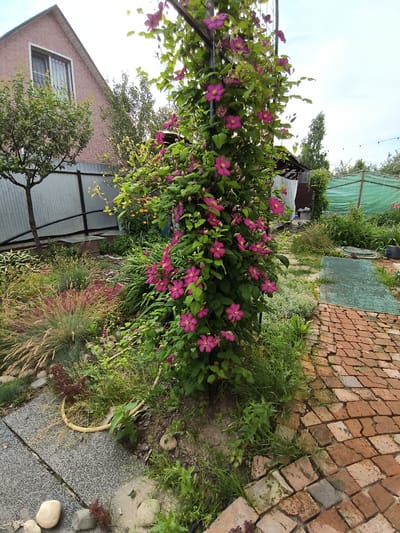 The image depicts a garden scene in the LMS Settlement, Russia. A large clematis vine with vibrant pink flowers is climbing on a metal trellis in the center of the frame. To the left, a house with a brick facade and a window with bars is visible. A fence separates the garden from the house. Various plants, including ornamental grasses and other flowering shrubs, are planted around the clematis. A pathway made of red bricks leads into the garden from the right. In the background, a greenhouse covered with green tarp and some trees can be seen. The ground is covered with a mix of gravel, grass, and soil, with scattered stones. The sky is overcast.