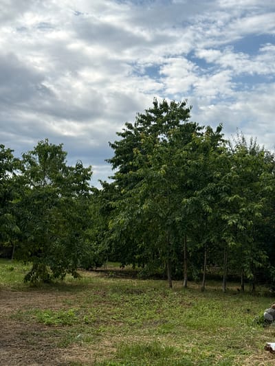 The image depicts a grove of trees with lush green foliage under a cloudy sky. The foreground shows a grassy area with some dry leaves and patches of green growth. Several trees are visible, with their trunks and branches clearly defined. In the background, the trees continue, forming a dense canopy. The sky is filled with a mix of white and gray clouds, suggesting an overcast day. The scene appears to be in a rural or park-like setting. There is no information about the specific location in Nogir, Russia, within the image itself.