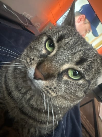 A close-up image depicts the face of a brown tabby cat with green eyes, prominent whiskers, and a pink nose. The cat is resting on a dark blue blanket. Behind the cat, partially visible, is a person wearing a blue baseball cap, and other background elements including furniture. There is no information provided which indicates the image was taken in Châtenay-Malabry, France.