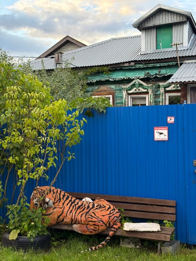 A stuffed tiger is sitting on a wooden bench against a blue corrugated metal wall. The tiger is orange with black stripes, and its tail is visible on the right side of the frame. The bench is made of dark brown wood and has some white stones placed on it. Next to the bench is a stack of tires, with the top one partially visible.

Behind the bench, the blue wall has two signs. The top sign is small and red with a white symbol. The bottom sign is larger and rectangular with a white background. It shows a black silhouette of a dog with sharp teeth, and red text above and below it. The red text on the left reads "ОСТОРОЖНО" and the text on the right reads "ЗЛАЯ СОБАКА."

To the left of the blue wall is a traditional Russian wooden house with carved wooden decorations. The house has several windows and a metal roof. Some greenery, including bushes and trees with vibrant green leaves, grows in front of the house and around the bench. The sky is visible in the upper left corner, with fluffy white clouds against a pale blue background, suggesting it is daytime. The overall scene appears to be outdoors, possibly in a rural or suburban setting in Russia, given the architectural style of the house and the presence of the "Beware of Dog" sign in Russian. There is no activity taking place; the scene is a still image.