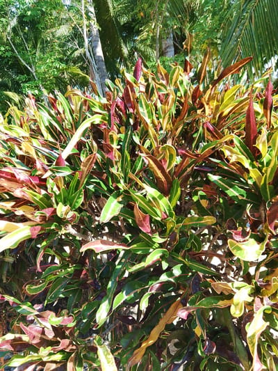 A close-up, eye-level shot captures a dense, multi-colored shrub, possibly a croton plant, in the foreground. Its leaves display a vibrant mix of deep greens, yellows, and burgundy reds, with some leaves appearing elongated and pointed, while others are wider and more ovate. The sunlight dapples through the foliage, creating highlights and shadows that emphasize the texture and variation of the leaves.
Behind the shrub, the background reveals a lush tropical environment. Several palm trees are visible, their fronds fanning out against a bright sky. Other greenery, likely more trees and bushes, forms a dense backdrop, suggesting a natural or well-maintained garden setting. The overall impression is one of abundant tropical foliage bathed in bright sunlight. The scene is likely located outdoors in a warm climate, given the type of vegetation.