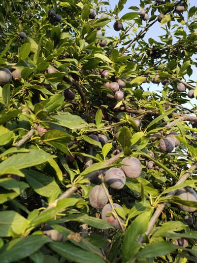 This image captures a close-up view of a plum tree laden with ripe fruit, set against a clear blue sky. The plums are a deep purple, some appearing slightly wrinkled, suggesting they are fully mature. They are clustered on branches amidst lush green leaves. The scene is densely packed with fruit and foliage, creating a vibrant and natural display. The lighting suggests it is daytime, likely late afternoon given the warm tones and shadows. The location is stated to be in Ikkiaul, Uzbekistan. There are no people or animals visible in the image, the focus is entirely on the fruit-bearing tree.