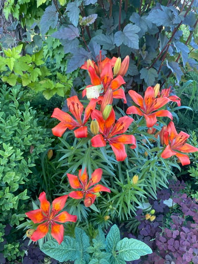 In a garden setting, likely in Volzhsk, Russia, a cluster of vibrant orange lilies with dark speckles dominates the foreground. The lilies, some in full bloom and others as buds, are surrounded by lush green foliage of various textures and shades. To the left, a dense, finely leaved green bush provides a contrasting, softer texture. Behind the lilies, taller plants with broad, deep purple-green leaves and dark stems rise, creating a layered backdrop. In the lower right, a ground cover of small, dark purple clover-like leaves adds another layer of color and texture to the dense garden composition. The overall scene depicts a healthy, well-maintained garden with a variety of plants in bloom. No people or animals are visible.
