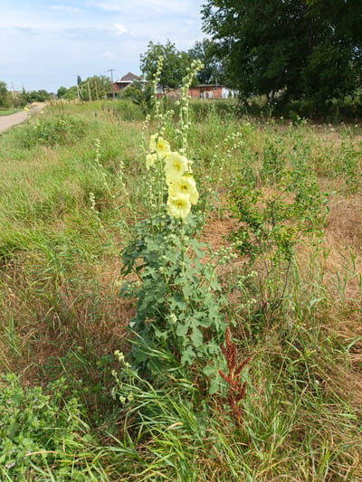 The image captures a rural scene in Velikovechnoye, Russia, focusing on a tall stalk of yellow hollyhock flowers in the foreground, situated amidst a field of wild grasses and some dried vegetation. The flowers are in bloom at the upper portion of the stalk. Behind the flowers, a dusty road curves to the left, leading towards a small cluster of buildings in the middle ground, including a red brick house with a white roof and a smaller white structure adjacent to it. Further in the background, more trees and buildings are visible under a cloudy sky. The overall impression is one of a peaceful, undeveloped countryside.