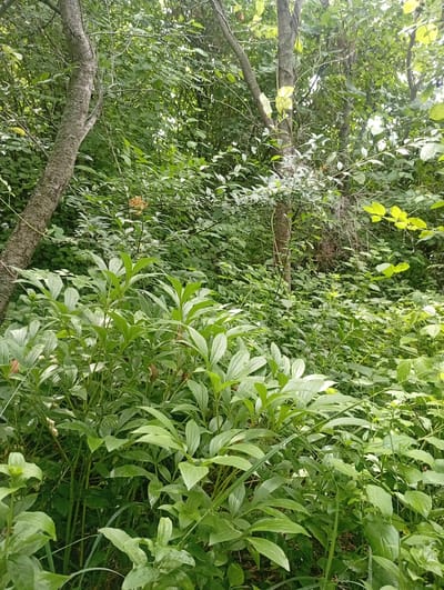 This image depicts a lush, green forest scene with abundant foliage. In the foreground, a cluster of large, broad green leaves dominate the lower portion of the frame. Behind these, a dense undergrowth of smaller plants and leaves fills the middle ground. Several trees with textured bark are visible, interspersed throughout the scene. The background is a further expanse of trees and leaves, creating a sense of depth and a shaded forest environment. The lighting suggests it is daytime, with sunlight filtering through the canopy in some areas, illuminating parts of the leaves with a bright green hue. There are no people or animals visible in the image. The overall impression is one of a natural, undisturbed woodland. The location is identified as Arashan, Kyrgyzstan.