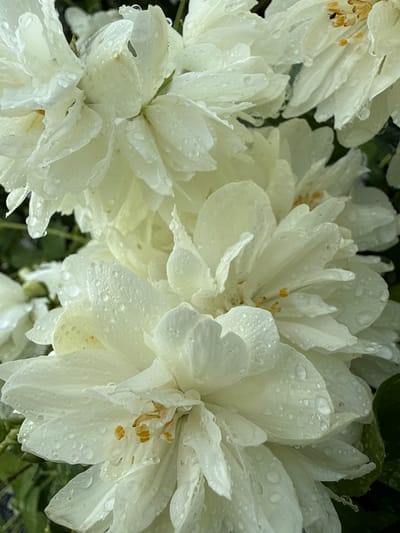 The image shows a close-up, eye-level view of several white flowers, possibly jasmine, covered in water droplets. The flowers are in bloom and have layered petals. The background is blurred, with hints of green foliage and possibly dark soil or pavement. There are no people or animals visible in the image. The setting appears to be outdoors, given the presence of water droplets, suggesting recent rain or dew. The lighting is natural and diffused, indicating it might be a cloudy day or shade. This image was taken in Kandry, Russia.