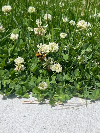 A bumblebee is in a field of white clover flowers, with green grass and a concrete surface. The bumblebee is black and yellow and is collecting pollen from a white clover flower. The clover flowers are in bloom and are a common sight in the city of Jackson, United States of America. The concrete surface is likely a sidewalk or path. The image is taken from a slightly elevated angle, looking down on the scene.