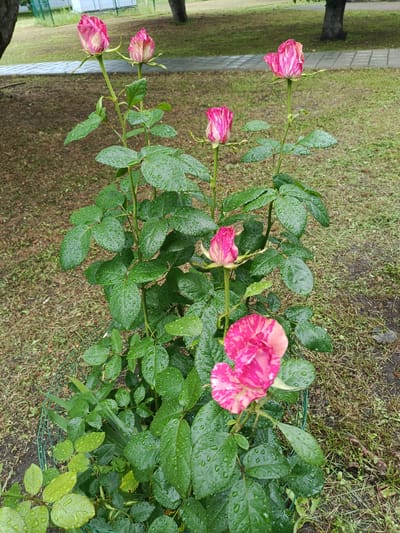 The image shows a rose bush with multiple pink and white striped rose blooms and green leaves covered in water droplets, indicating it has recently rained. The bush is located outdoors on a patch of grass with dirt and fallen leaves. A green wire fence encircles the base of the plant. In the background, a paved walkway, more grass, trees, and a building with a fence are visible. The scene appears to be in a park or garden area.
