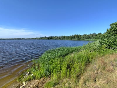 This is a landscape photograph taken on a clear, sunny day in Ozernoye, Russia. The image depicts a serene natural scene of a wide, calm body of water under a bright blue sky with a few wispy white clouds. The water's surface is rippled, suggesting a gentle breeze.

The foreground is dominated by lush green vegetation, including tall grasses and reeds growing along the shoreline. The bank is a mix of dry, golden grasses and darker soil, with some visible debris near the water's edge, including a small white bucket containing what appears to be bait. To the left, a fishing rod with a green tip is partially submerged in the water, indicating that fishing is taking place. The overall atmosphere is peaceful and tranquil, suggesting a quiet day outdoors.

In the middle ground, the water extends to a tree-lined horizon. A dense forest of green trees forms a natural border along the far bank of the water. The trees are varied in type and height, creating a rich tapestry of green. The time of day appears to be midday or early afternoon, given the bright sunlight and clear sky. There are no people visible in the frame, focusing the attention entirely on the natural landscape and the implied activity of fishing. The location cues, such as the distinct vegetation and the type of body of water, are consistent with a rural or natural setting like Ozernoye.