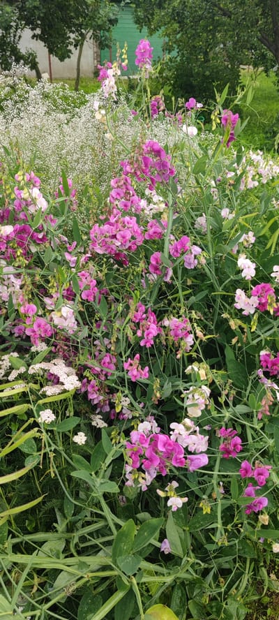 This image depicts a dense, overgrown garden in Пацейкаўскі сельскі Савет, Belarus, characterized by a profusion of flowering plants. The foreground is dominated by vibrant pink and white sweet pea flowers, which are climbing and intermingling with lush green foliage. Several pea pods are visible, indicating the presence of the Lathyrus odoratus plant. Interspersed among the sweet peas are clusters of delicate white baby's breath flowers. In the background, blurred trees and a green wooden structure suggest a rural or semi-rural setting. The lighting is natural, suggesting an outdoor scene during daylight hours, possibly after a rainfall as evidenced by water droplets on some of the petals. The overall impression is one of natural abundance and untamed growth within a garden environment.