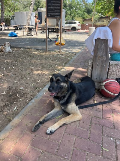 A black and tan German Shepherd dog lies on a brick walkway with a black leash attached to its collar. Next to the dog, resting on a wooden bench, is a basketball. A person is seated on the bench, and a second dog, light-colored, is visible lying in the dirt in the lower left corner. In the background is a white car and a food truck/trailer, with various structures and trees suggesting an outdoor recreational area.