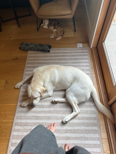 The image shows a domestic interior with a view from above, featuring hardwood flooring and a striped area rug. A light-colored Labrador Retriever is lying on the rug, stretched out diagonally. Next to a light-colored leather chair, an orange tabby cat is lying on the floor. A person's bare foot and grey sweatpants are visible on the right edge of the rug. A grey fabric item, possibly a mop, lies between the chair and the rug.

There is no information in the image to indicate its location in the city of Squamish, Canada.