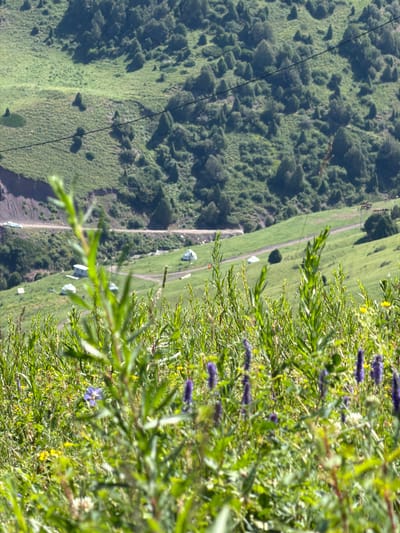 The image depicts a rural landscape in Kashka Suu, Kyrgyzstan. In the foreground, a dense field of green grass and wildflowers, including purple blossoms, is vibrantly alive. Some of the plants are out of focus, creating a sense of depth. In the midground, several white, dome-shaped structures, likely yurts or tents, are scattered across a gently sloping green hill. A dirt road winds its way through the landscape, with two white vehicles visible on it. The background is dominated by a lush green mountainside covered in trees and bushes, with a thin black wire stretching across the scene. The overall impression is one of a serene, natural environment.