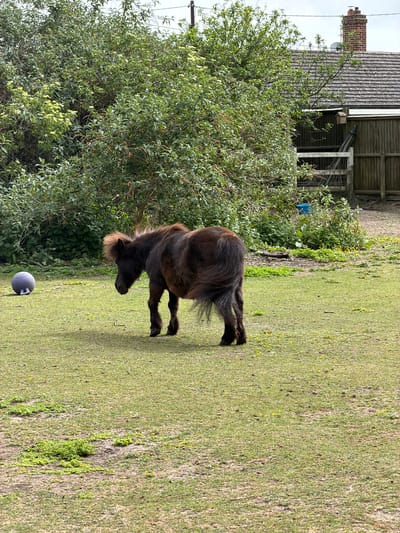 A miniature horse grazes in a grassy area with sparse yellow flowers. A large, round, gray weight with handle sits on the grass near the bottom left corner of the image. In the background, there is dense green foliage and a building with a weathered gray shingled roof and brick chimney. A wooden fence is partially visible behind the foliage. The photo was taken during the day and the location is in Folkestone and Hythe District, United Kingdom.