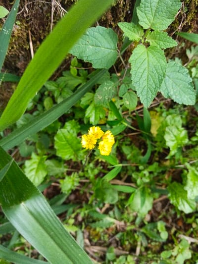 The scene is located in Koipa, Papua New Guinea, and depicts a close-up, high-angle view of dense ground-level foliage. No people are visible. The central subject consists of a cluster of three small, bright yellow composite flowers with visible florets. Two prominent, elongated, dark green leaves from an unknown plant species cross the lower-left quadrant of the frame, with one diagonal leaf extending from the bottom left towards the center-right, and another parallel to it above. The background comprises various green plant leaves of different sizes and textures, with some exhibiting serrated edges and visible venation, particularly a broader-leafed plant in the upper right. The ground beneath the foliage appears dark, with hints of soil and moss. The overall environment is lush and verdant, suggesting a natural, uncultivated setting. No discernible actions or interactions are depicted.