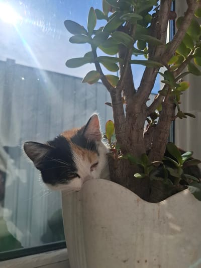 A calico kitten with white, black, and orange markings peeks over the edge of a white planter. The kitten's eyes are closed, and its face is nestled against the planter. A jade plant with thick, woody stems and green leaves grows in the planter. The scene is illuminated by bright sunlight, which creates lens flare and highlights the kitten's fur. The background shows a window with a view of buildings and the sky, suggesting an indoor setting in Atbasar, Kazakhstan.
