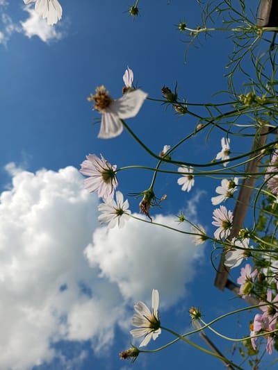 In an outdoor scene, multiple white and light pink cosmos flowers are in bloom against a vibrant blue sky with scattered white clouds. The camera is angled upwards, capturing the flowers from below. Some of the flowers are in full bloom, while others are buds or have withered parts. The stems and thin, feathery leaves of the cosmos plants are visible, intertwined and reaching upwards. A wooden structure, possibly a fence or support, is partially visible in the upper right portion of the image. The image appears to have been taken during daylight hours, with the sun illuminating the flowers and clouds. The location is identified as Zavyalovo, Russia. There are no people or animals present in the frame.