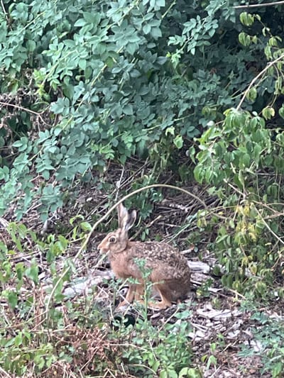 A brown hare is partially visible, facing right, in a patch of dry leaves and twigs. The hare is among dense green foliage. The setting appears to be a natural environment, possibly a park or the edge of a wooded area. No specific landmarks or features indicate a precise location within Herbolzheim, Germany.