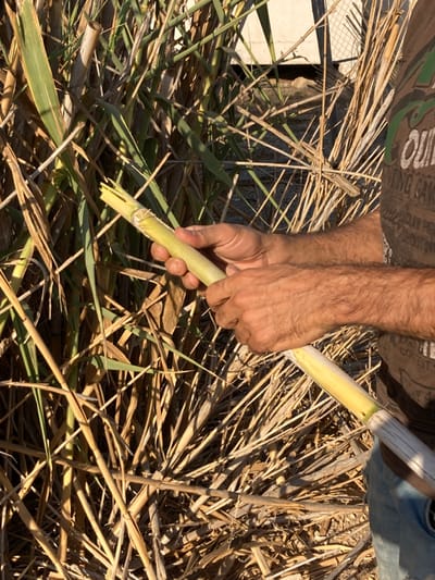 The image captures a close-up, eye-level perspective of a person's hands and forearms engaged in an outdoor activity. The person has tanned skin and noticeable hair on their forearms. They are wearing what appears to be dark-colored trousers or shorts, with a light-colored garment visible at the top edge of the frame, showing partially visible text such as "OUI..." and "...ING CA..." or "...ING GA...".

The focal point is a light green or yellowish stalk, resembling sugarcane or a large reed, held horizontally by the person's hands. The left hand grips the stalk firmly near a fresh, jagged break or cut at one end, suggesting it has either just been snapped off or is being prepared. The right hand is positioned further along the stalk, seemingly working on it, possibly peeling or cleaning it. The stalk shows visible nodes.

The background consists of a dense, unkempt environment dominated by dry, straw-colored plant material, likely dried reeds or grasses, scattered across the ground. Some patches of vibrant green leaves from similar plants are also visible, interspersed among the dry foliage, indicating live growth within the area. In the upper left corner, a blurry, light-colored structure, possibly a fence, wall, or building, can be faintly seen. On the far right, a small portion of a blue object, perhaps clothing or a bag, is visible.

The scene is brightly lit by natural daylight, casting clear shadows and suggesting a sunny outdoor setting. The overall impression is one of manual work or interaction with natural plant materials in an agricultural or wild grassy area.