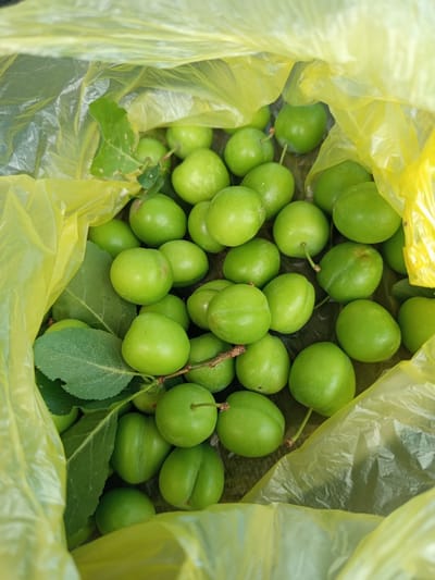 A close-up, vertical, top-down shot captures a pile of unripe green plums spilling out of a yellow plastic bag. The plums are round to oval, with smooth skins and various shades of green. Some have short stems still attached. Several green leaves, some with visible veins and small imperfections, are interspersed among the fruit. The yellow plastic bag is partially visible, creating a frame for the plums and appearing crinkled and translucent. The background is dark and out of focus, suggesting an outdoor or natural setting. The image is well-lit, with natural light illuminating the plums.
