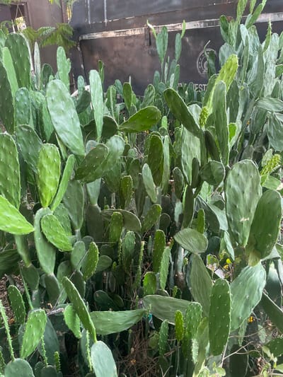 A dense cluster of Opuntia cacti, commonly known as prickly pear, fills the frame, exhibiting numerous green pads of varying sizes and shapes. Small areoles with glochids are visible on the surface of the pads. The cacti are growing in an urban environment, likely Anajpur, India, although this cannot be conclusively determined from the image alone. In the background, part of a dark-colored wall with an indistinct logo can be seen, suggesting the proximity of a building or structure. A few green leafy plants are also visible, adding to the density of the vegetation. No people or animals are present in the frame. The photograph appears to have been taken during the day, with natural lighting illuminating the scene.