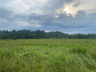 The image depicts a vast, grassy field under a dramatic, cloudy sky. The sun is partially visible, peeking through gaps in the clouds, casting a bright glow and illuminating some of the cloud formations. A dense line of green trees forms the horizon, creating a stark contrast with the sky. The foreground is dominated by tall, wild grass and various green plants, suggesting an uncultivated natural environment. The scene appears to be located in or near Заволжский, Russia, based on the provided information. There are no people or specific objects clearly visible, making it a general landscape photograph of a natural setting.
