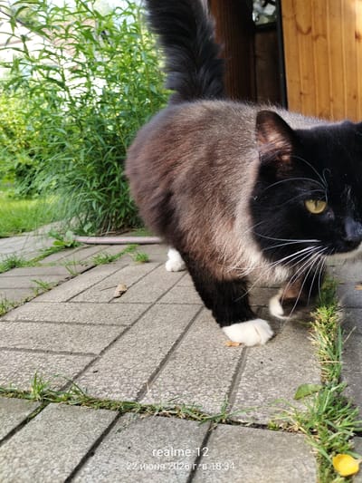 A black and brown long-haired cat with white paws stands on a paved pathway. Green grass grows between the paving stones. In the background, there are lush green bushes and a wooden structure. The scene appears to be outdoors in a residential area, possibly a dacha or garden, in Авиатор Снт, Russia. A watermark in the lower right corner indicates the date and time as "realme 12 22 июня 2020 г. в 18:34".