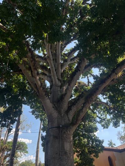 The image, taken from a low angle, depicts the sprawling branches of a large tree against a backdrop of a partly cloudy, blue sky. The tree's branches are thick and covered with small, leafy plants. A building is partially visible on the right. The location is Gracias, Honduras, based on other cues.
