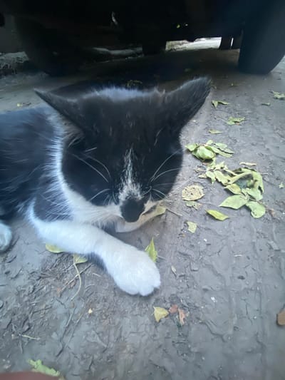 A black and white cat is lying on the ground, which appears to be made of dirt and has some dry leaves scattered on it. The cat is curled up, with its head resting on its paws and its eyes closed, suggesting it is sleeping or resting. One of its paws is visible, extended towards the right side of the frame. The cat has distinct black and white markings on its fur. The background is dimly lit, with a dark object on the left side that might be part of some structure or equipment. The scene appears to be outdoors, possibly in a yard or a secluded area. The lighting suggests it could be daytime, but the shadows indicate it might be overcast or late in the day. There are no visible people or text in the image. The overall mood conveyed is one of peacefulness and quiet.
