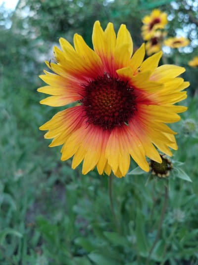 A close-up, eye-level shot focuses on a single, bright yellow and red flower, likely a blanket flower, set against a blurred background of green foliage and bokeh lights. The flower's petals transition from a deep red at the center to a vibrant yellow at the tips. A small, dark spider is perched on one of the petals. In the background, several other flowers of the same type are visible, some in focus and others out of focus. The overall setting appears to be an outdoor garden in Shchastia, Ukraine, with a natural and slightly wild aesthetic.