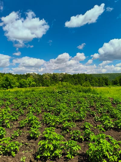 The image depicts a farm field in the village of Ilmino, Russia, under a bright blue sky dotted with white, fluffy clouds. In the foreground, rows of young green potato plants are neatly arranged in dark soil, stretching towards a lush green meadow. Beyond the meadow, a dense forest forms a natural backdrop, with trees of varying shades of green extending across the horizon. The overall scene is one of rural tranquility and agricultural abundance, bathed in the warm light of a summer day.