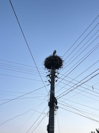 A solitary white bird, possibly a stork, is perched in a large nest constructed on top of a utility pole in Dolni Dabnik, Bulgaria. The pole is heavily adorned with a tangled mass of electrical wires and various electrical components. The sky above is a clear, pale blue, providing a stark contrast to the dense network of wires crisscrossing the frame. The overall scene depicts an urban or semi-urban environment where nature has adapted to human infrastructure.