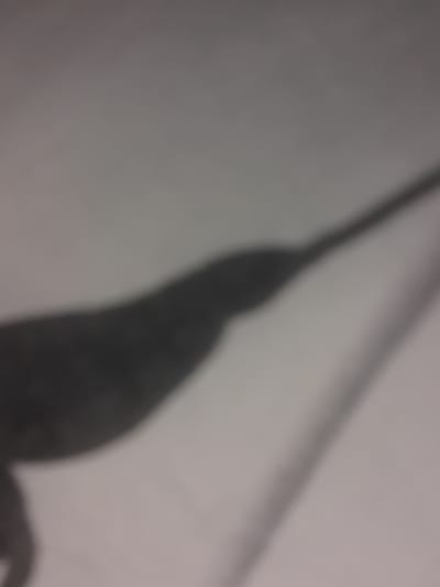 The image shows a blurry, dark silhouette of what appears to be a bird with a long beak or proboscis. The silhouette is elongated and stretches diagonally across the frame from the bottom left to the upper right. The background is a light, indistinct color, possibly a wall or sky. The image quality is poor, with a lack of sharp focus and detail. There is no discernible information about the location in Liubakhy, Ukraine, nor any details about people, actions, or interactions.