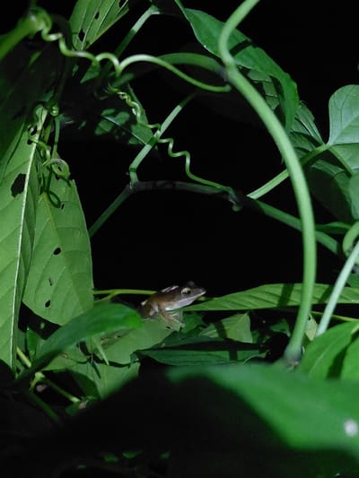 A small, light-brown frog, featuring a prominent white stripe extending from its snout along its back, is observed resting on a green leaf in Blang Pohroh, Indonesia. The frog is positioned towards the upper-center of the frame, surrounded by numerous other green leaves and distinct, coiled plant tendrils. The foreground elements are illuminated, contrasting sharply with the uniformly black background, which signifies a nighttime environment. No other subjects or direct interactions are discernible.