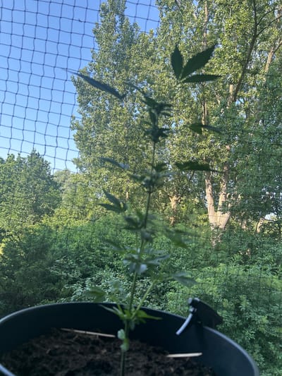 The image shows a young cannabis plant in a black pot. The plant is small and has several leaves. It is in focus in the foreground. Behind the plant, a dense green foliage of trees and bushes is visible, suggesting an outdoor environment. A blue sky can be seen through a black mesh net in the upper left corner of the image. The context of Leiden, Netherlands is not discernible from the image itself.