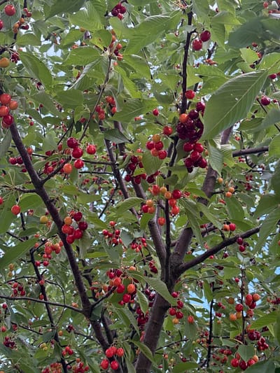 The image shows a close-up view of a cherry tree heavily laden with ripe cherries. The cherries are a mix of deep red and lighter red, with some appearing yellowish-orange, indicating varying stages of ripeness. They hang in clusters from branches, nestled among lush green leaves. The tree's bark is visible, appearing rough and dark. The background is filled with more branches, leaves, and hints of a bright sky, suggesting an outdoor setting on a clear day. The overall impression is one of abundance and the fruitful harvest of cherries. This scene is located in Wilczyce, Poland.