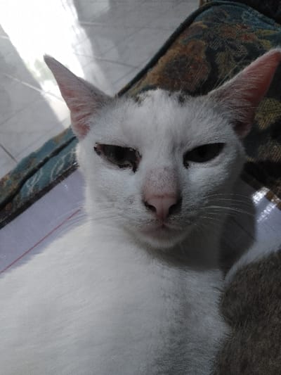 The scene depicts a close-up, head-on view of a domestic cat resting indoors in Yellowknife, Canada. The cat exhibits predominantly white fur with faint grey markings on its forehead and around its ears. Its eyes are partially closed or squinted, appearing dark, with a notable dark discharge or staining present near the inner canthus of the viewer's left eye. The cat has a pink nose, and some whiskers are visible emanating from its muzzle. The background on the upper right features a textured, patterned fabric, likely upholstery, displaying a mix of blue, green, brown, and orange hues. The upper left background reveals a light-colored, reflective surface, possibly a tiled floor, catching bright ambient light. A segment of white fabric with a thin red stripe is visible in the lower left, while a patch of brown-grey fur, likely belonging to the cat or an adjacent animal, occupies the lower right. No human subjects or interactions are present.