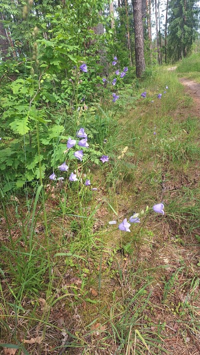 The image captures a forest path in Vālodzes, Latvia, flanked by lush green vegetation and trees. Several clusters of delicate purple bellflowers are in bloom, adding a splash of color to the natural landscape. The path itself appears to be a dirt trail, winding through the greenery and suggesting a recreational area within the forest. The trees in the background are a mix of coniferous and deciduous types, common to the Latvian forest ecosystem. The ground is covered with a layer of dry leaves and moss, indicative of a forest floor. There are no people or animals visible in the scene. The overall impression is one of a serene and natural setting, likely a popular spot for walking or enjoying nature.