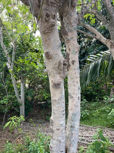 The image displays a close-up perspective of two large, light-colored tree trunks or substantial branches dominating the foreground. The bark is notably rough, mottled with shades of off-white, light grey, and patches of darker grey or bluish-green, suggesting the presence of lichen or moss. Numerous small protuberances and knots are visible on the bark surface.
Behind these prominent trunks, a dense and lush green canopy of various trees and plants fills the background, indicating a rich, natural environment consistent with Osogbo, Nigeria. Bright sunlight filters through the leaves, creating areas of dappled light and intense highlights within the foliage. A large, distinct palm frond is visible in the upper right quadrant, adding to the tropical feel of the scene.
The lower and mid-ground beyond the main trunks reveal glimpses of the forest floor, covered with green vegetation and interspersed with areas of dried, fibrous plant material, possibly fallen palm fronds or other organic debris. The scene depicts a static, outdoor setting during daytime, with clear visibility and no discernible human or animal activity. There is no visible text in the image.