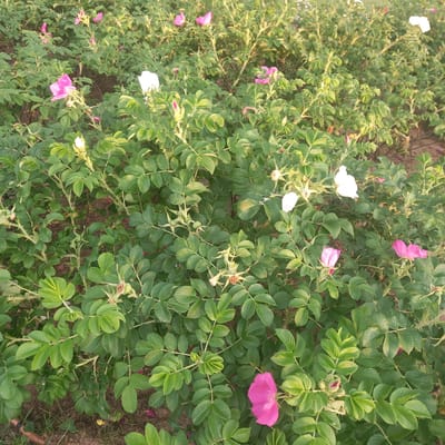 A close-up, eye-level shot captures a dense cluster of wild rose bushes in bloom, situated in the Путрышкаўскі сельскі Савет region of Belarus. The foreground is dominated by vibrant green foliage, interspersed with numerous rose blossoms in various stages of development. Pink roses are prominently featured, with some fully open and others in bud, showcasing their delicate petals. White roses are also visible, providing a striking contrast to the pink ones. The ground beneath the bushes is visible in patches, appearing as soil with some dry leaves and fallen petals scattered across it. The lighting suggests it may be late afternoon or early morning, as the light casts a gentle glow on the leaves and flowers. There are no people or animals present in the frame. The overall scene is one of natural beauty, highlighting the abundance of wild roses in this Belarusian landscape.