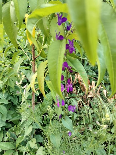The image captures a close-up view of several plants with vibrant green leaves and delicate purple flowers. The focus is on a thin, brown stem in the center, partially obscured by the foliage. The purple flowers, with their distinctive spurred petals, are arranged in clusters along some of the stems. In the background, a dense collection of various green plants and some dry, brown vegetation creates a natural, overgrown setting. Some of the green leaves in the foreground are large and broad, while others are smaller and more delicate. The lighting suggests it could be daytime, likely outdoors in a natural environment. There are no visible people, objects, or text in the image. The overall impression is one of natural beauty and growth, with the vivid purple flowers providing a striking contrast to the surrounding greenery. The location context of Kudashivka, Ukraine, places this scene within a rural or natural landscape.